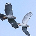 Grey Goshawk Female (L) and Male (R)<br />Canon EOS 7D + EF400 F5.6